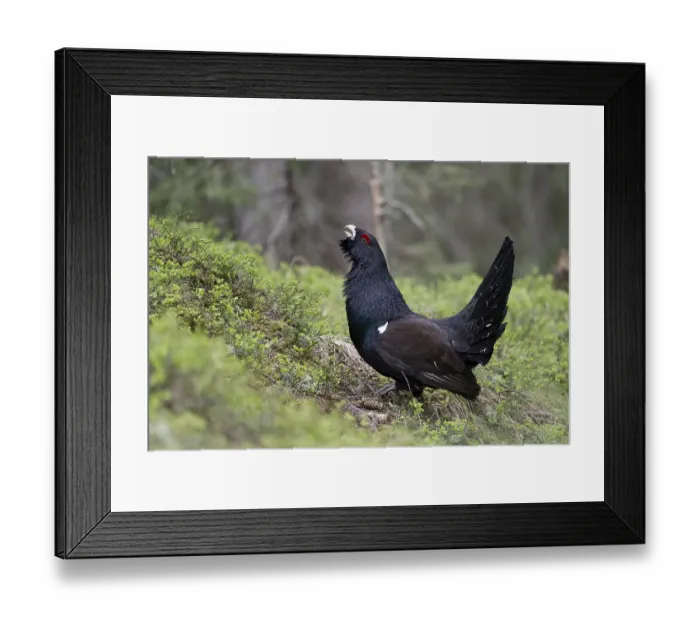 Framed Print : Capercaillie (Tetrao Turogallus) mating in Pinzgau