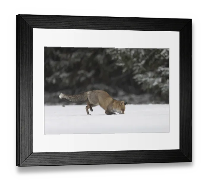 Framed Print : Red fox in the snow, Steinborn