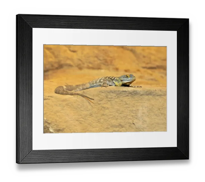 Framed Print : Blue Rock Lizard (Petrosaurus thalassinus) Framed Print : Blue Rock Lizard (Petrosaurus thalassinus)