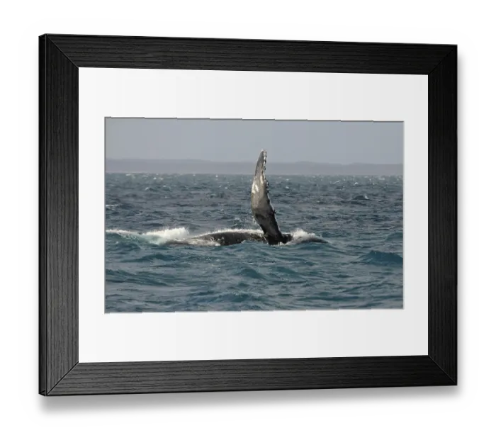 Framed Print : Species-specific pec slap, slap with the pectoral fin