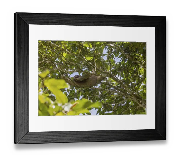 Framed Print : Guapiles, Costa Rica, A brown-throated three-toed sloth (Bradypus variegatus)
