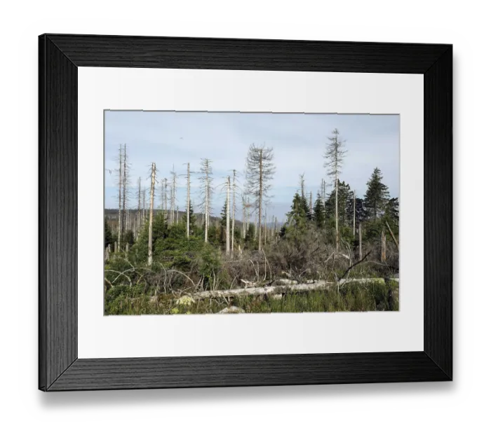 Framed Print : Dead spruce trees, due to infestation by bark beetles