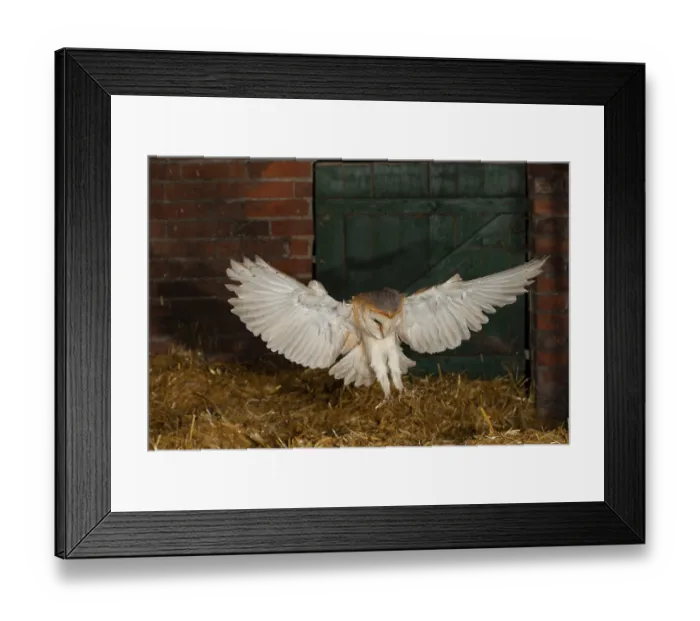 Framed Print : Common barn owl (Tyto alba) hunting for mice in an old barn Framed Print : Common barn owl (Tyto alba) hunting for mice in an old barn