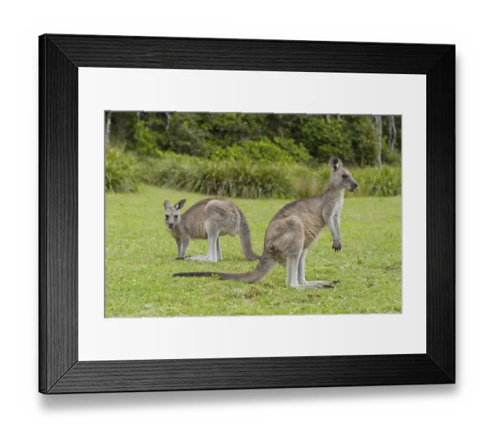 Framed Print : Grey Kangaroo (Macropus giganteus) Framed Print : Grey Kangaroo (Macropus giganteus)