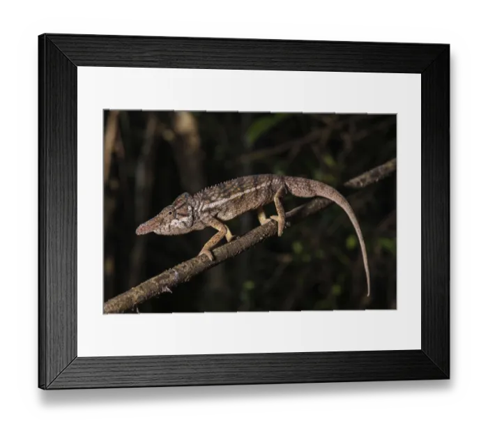 Framed Print : Male rhino chameleon (Furcifer rhinoceratus) on branch Framed Print : Male rhino chameleon (Furcifer rhinoceratus) on branch