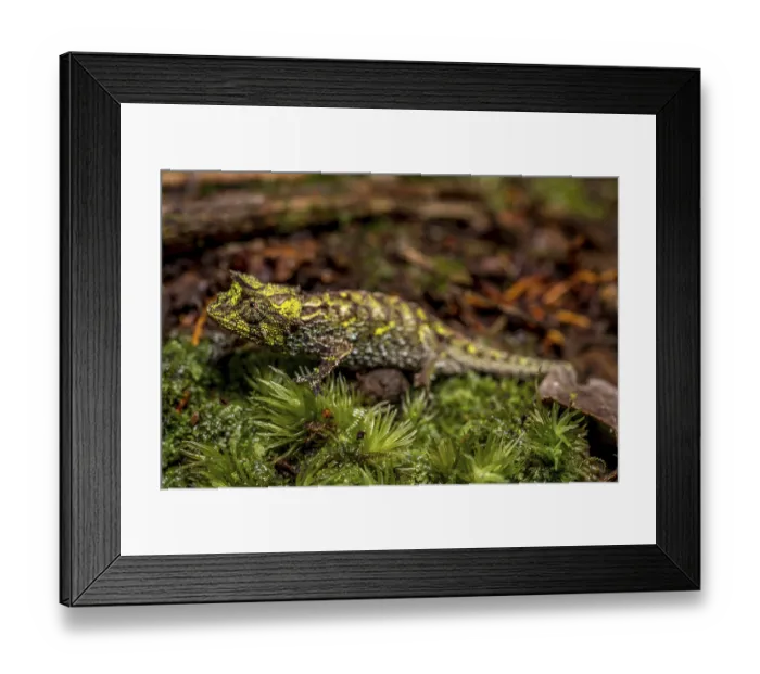 Framed Print : Variegated Earth Chameleon (Brookesia vadoni)