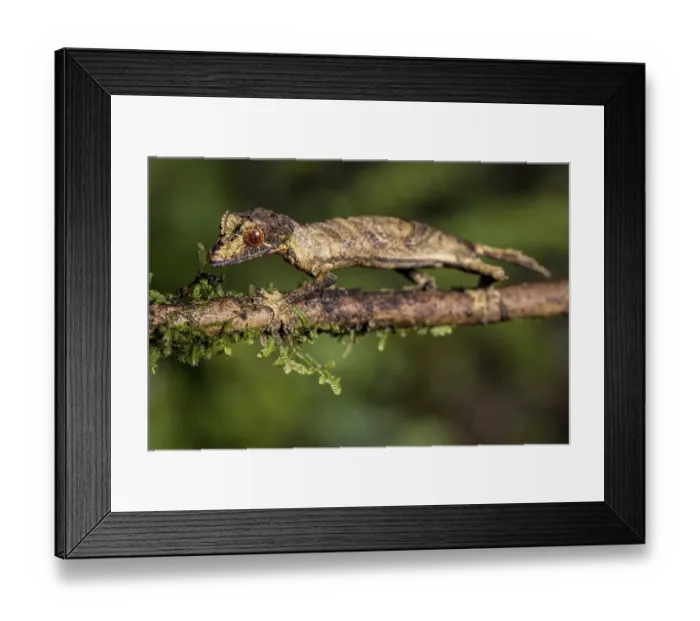 Framed Print : Flat-tailed gecko (Uroplatus fivehy)