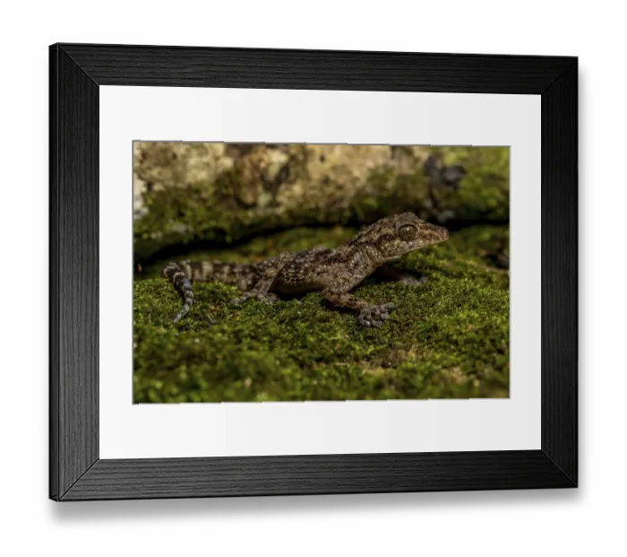 Framed Print : Big-headed gecko (Paroedura oviceps)