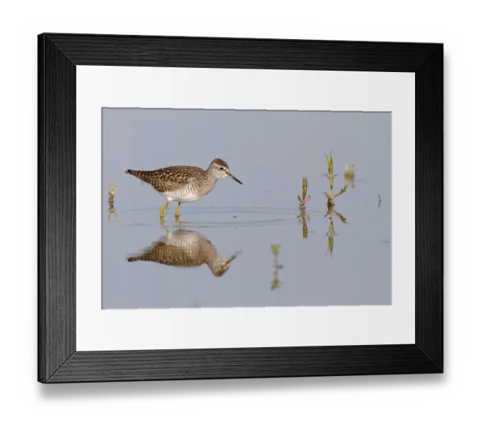 Framed Print : Wood Sandpiper (Tringa glareola)