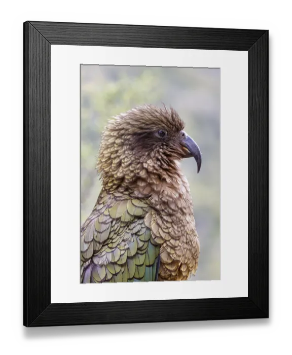 Framed Print : Kea (Nestor notabilis), Fiordland National Park