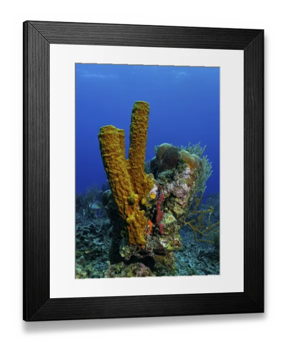Framed Print : Small, multi-coloured coral block with diverse sponges and corals Framed Print : Small, multi-coloured coral block with diverse sponges and corals