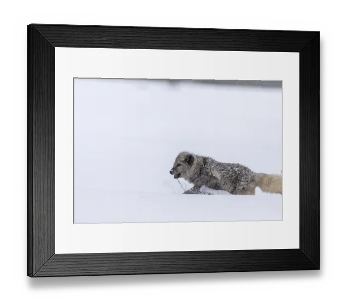Framed Print : One arctic fox (Vulpes lagopus) Framed Print : One arctic fox (Vulpes lagopus)
