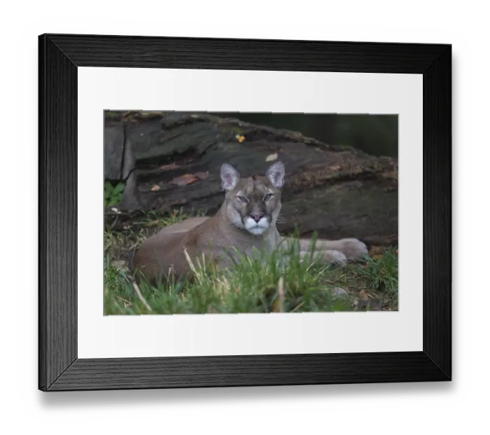 Framed Print : One male cougar, Puma concolor