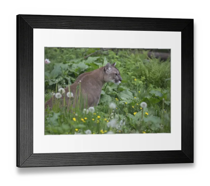 Framed Print : One male cougar, Puma concolor Framed Print : One male cougar, Puma concolor