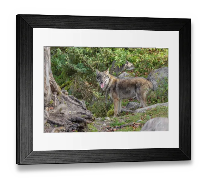 Framed Print : A young eurasian grey wolf (Canis lupus lupus) runs across a steep hillside