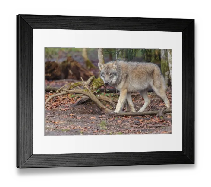 Framed Print : A young grey wolf (Canis lupus lupus) stands in the forest on an overcast day