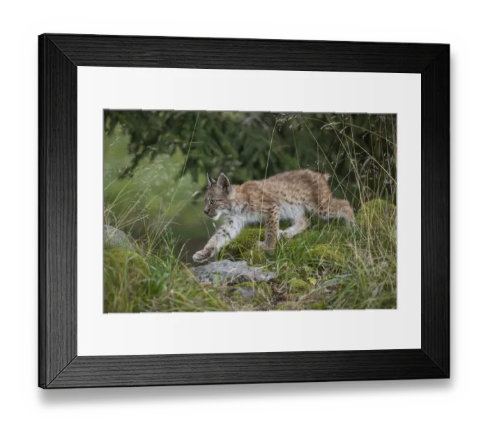 Framed Print : One young (10 weeks old) male Eurasian lynx