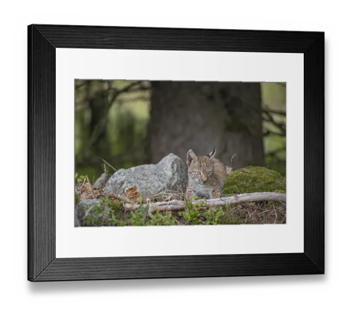 Framed Print : One young (10 weeks old) male Eurasian lynx