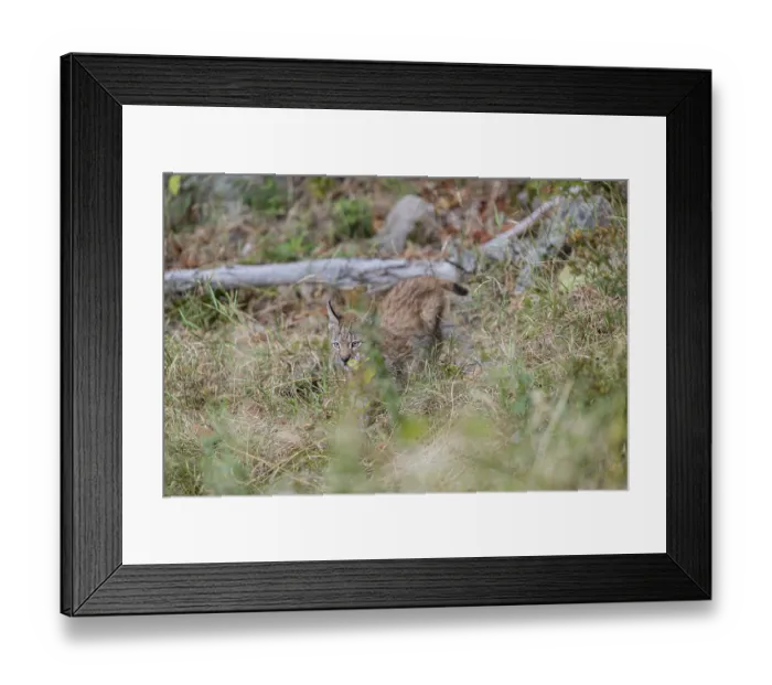Framed Print : One young (10 weeks old) male Eurasian lynx