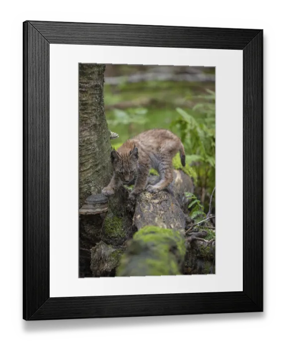Framed Print : One young (10 weeks old) male Eurasian lynx Framed Print : One young (10 weeks old) male Eurasian lynx