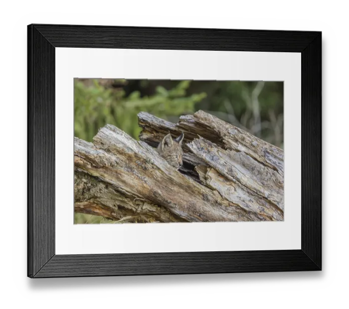 Framed Print : One young (10 weeks old) male Eurasian lynx