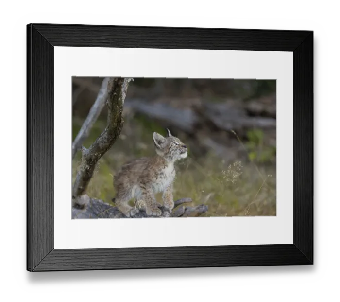 Framed Print : One young (10 weeks old) male Eurasian lynx