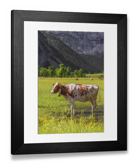 Framed Print : Holstein Friesian cattle stand on a green meadow next to a puddle