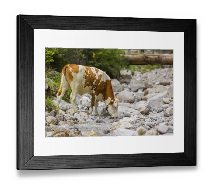 Framed Print : Holstein Friesian cattle crossing a creek on an alpine pasture Framed Print : Holstein Friesian cattle crossing a creek on an alpine pasture
