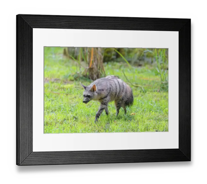 Framed Print : An aardwolf (Proteles cristatus) funs across a green meadow Framed Print : An aardwolf (Proteles cristatus) funs across a green meadow