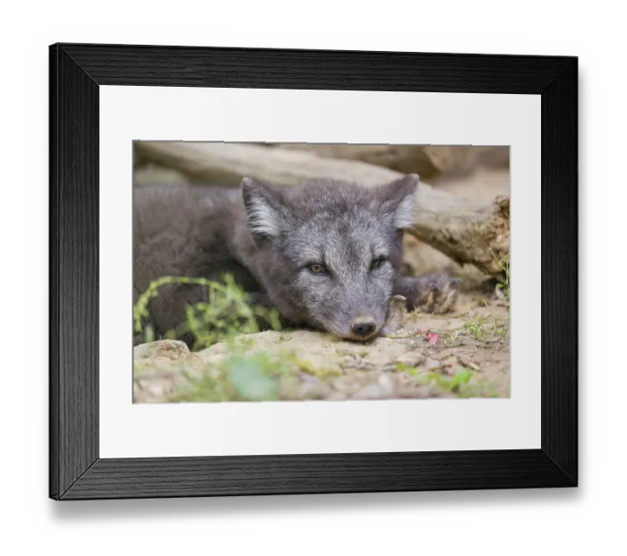 Framed Print : A young arctic fox (Vulpes lagopus)