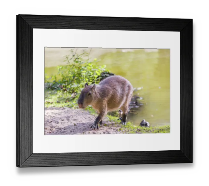 Framed Print : A (greater) capybara (Hydrochoerus hydrochaeris) walks along a river bank Framed Print : A (greater) capybara (Hydrochoerus hydrochaeris) walks along a river bank