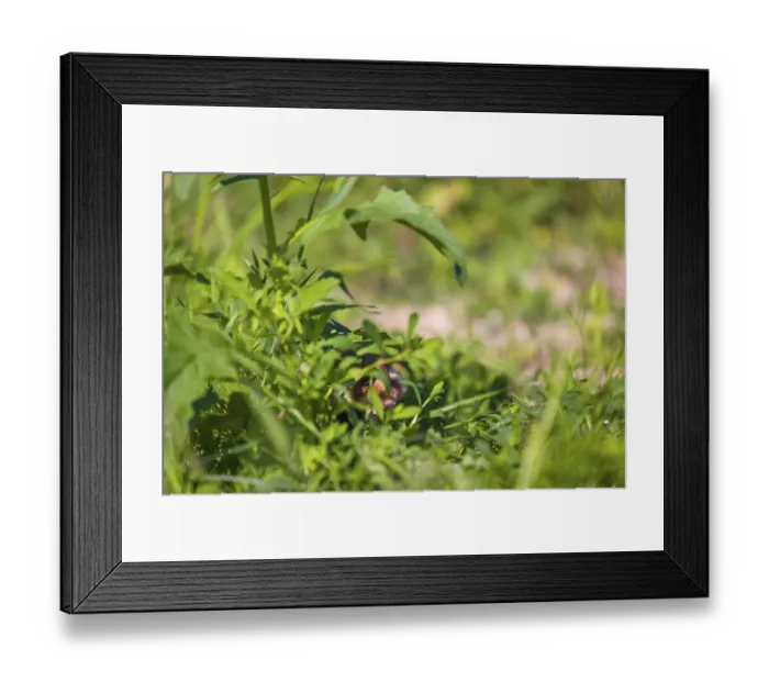 Framed Print : A European hamster (Cricetus cricetus)