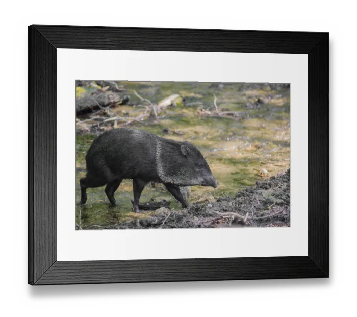 Framed Print : A collared peccary (Dicotyles tajacu) crosses a small creek in a forest Framed Print : A collared peccary (Dicotyles tajacu) crosses a small creek in a forest