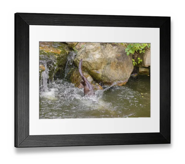 Framed Print : A giant otter or giant river otter (Pteronura brasiliensis)