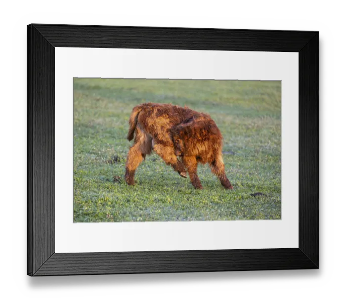 Framed Print : A Highland calf (Bos primigenius taurus) walks across a meadow