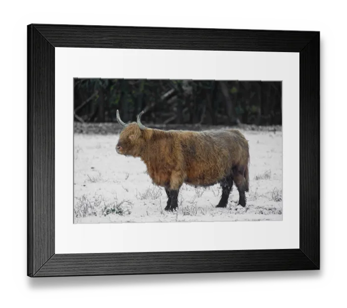 Framed Print : A highland cow (Bos primigenius taurus) stands in a snow-covered pasture