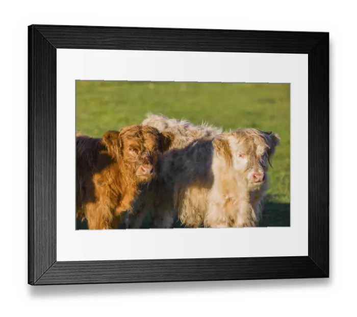 Framed Print : Portrait of two Highland calves (Bos primigenius taurus) in the first light of the day