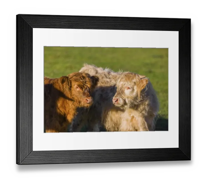 Framed Print : Portrait of two Highland calves (Bos primigenius taurus) in the first light of the day