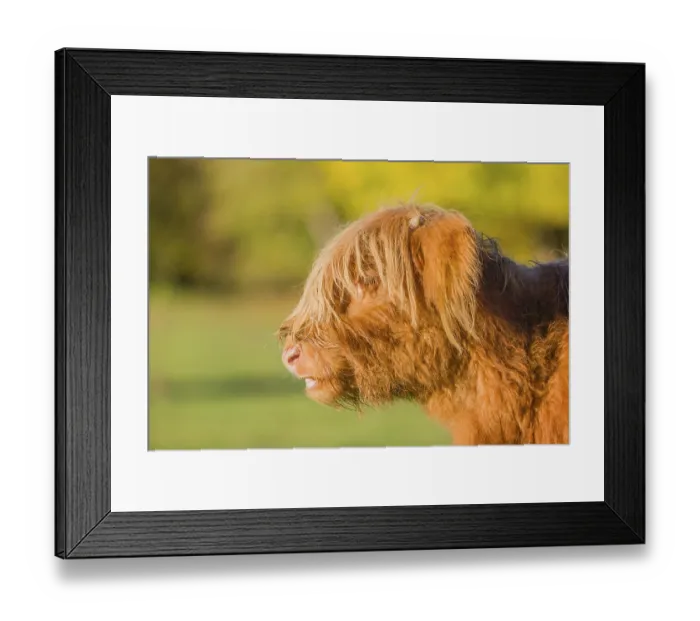 Framed Print : Portrait of a Highland calf (Bos primigenius taurus) in the first light of the day Framed Print : Portrait of a Highland calf (Bos primigenius taurus) in the first light of the day