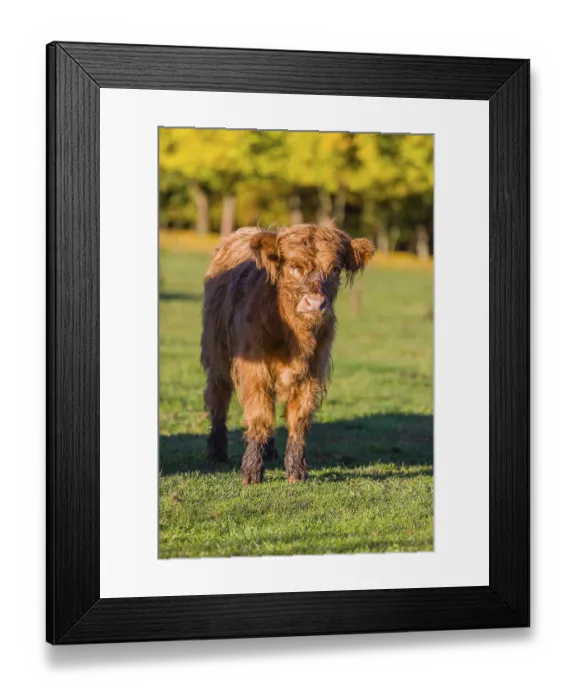 Framed Print : Portrait of a Highland calf (Bos primigenius taurus) in the first light of the day