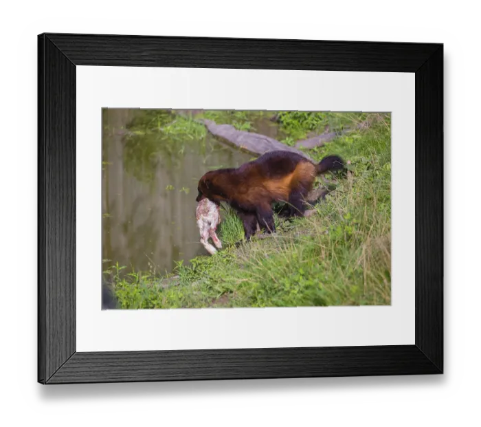 Framed Print : A wolverine (Gulo gulo) stands at a pond Framed Print : A wolverine (Gulo gulo) stands at a pond