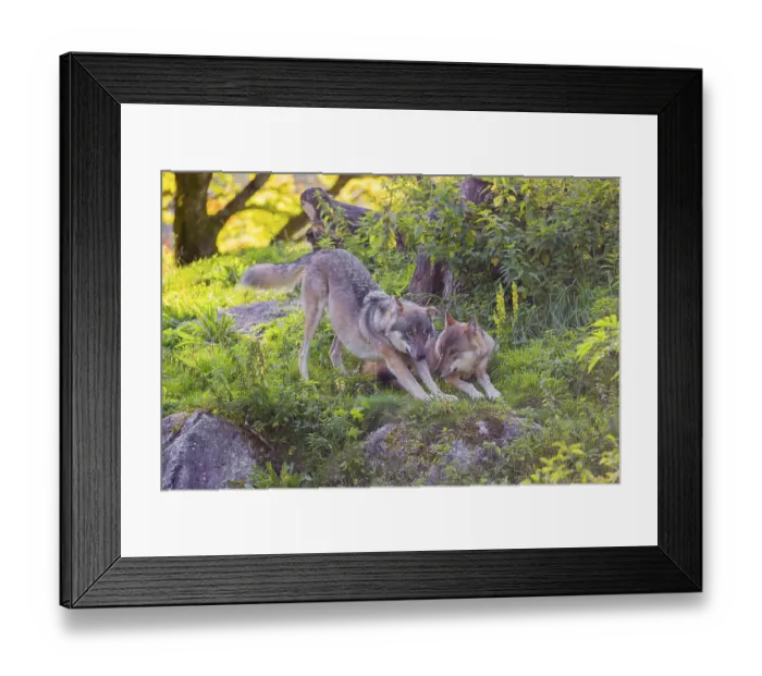 Framed Print : Two eurasian gray wolves (Canis lupus lupus) Framed Print : Two eurasian gray wolves (Canis lupus lupus)