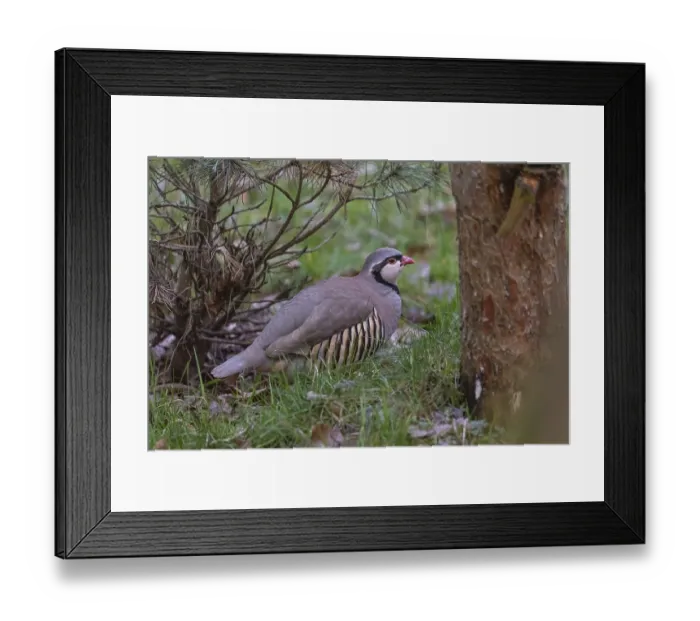 Framed Print : One Rock Ptarmigan, Lagopus muta Framed Print : One Rock Ptarmigan, Lagopus muta