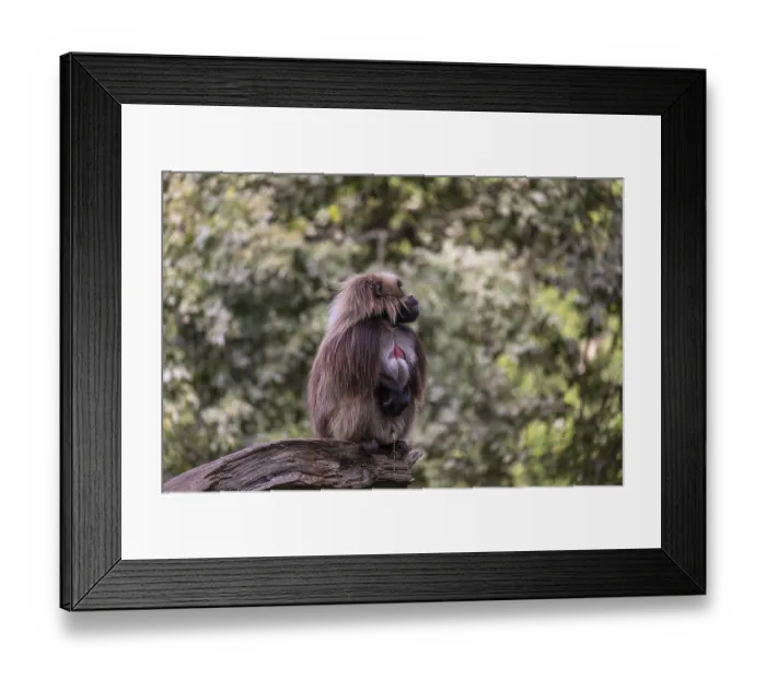 Framed Print : Portrait of an adult male Gelada (Theropithecus gelada)