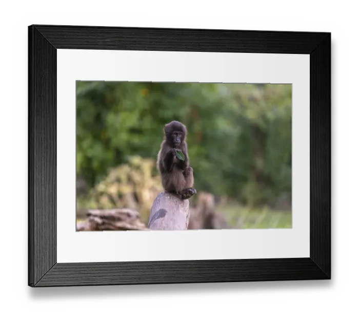 Framed Print : One baby Gelada (Theropithecus gelada)