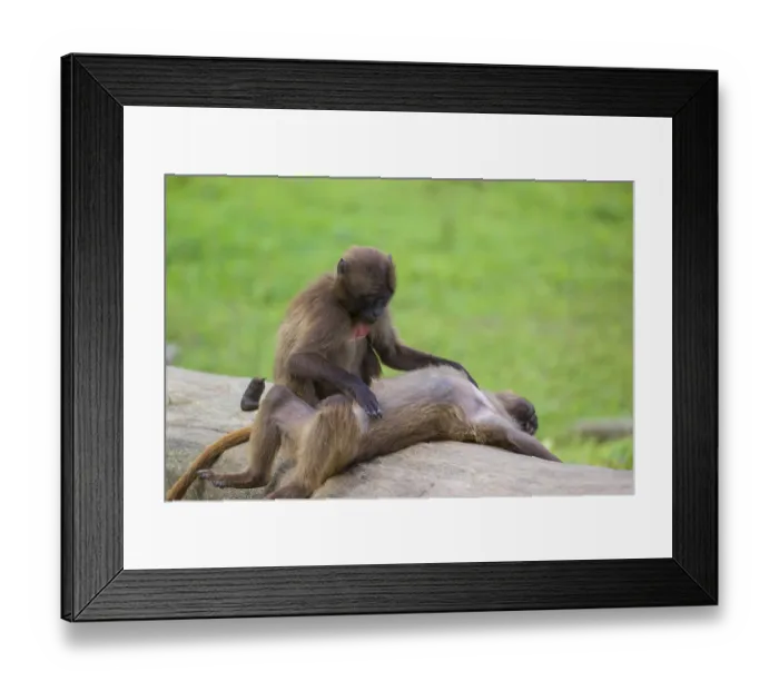 Framed Print : Two young Gelada (Theropithecus gelada)