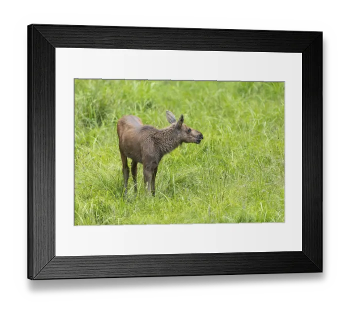 Framed Print : Moose (Alces alces) calf standing on a wet meadow