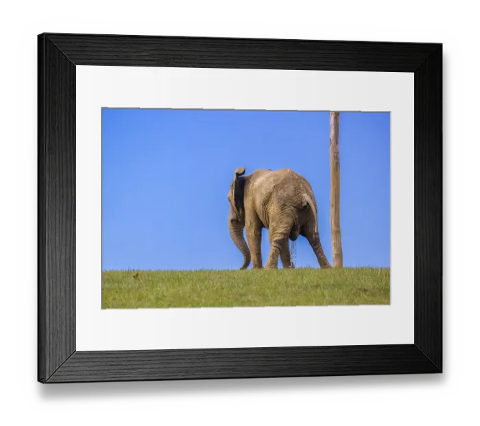 Framed Print : An adult female African elephant (Loxodonta africana) stands in a meadow
