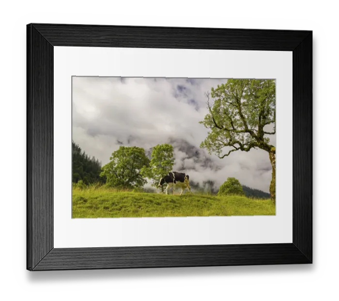 Framed Print : A cow stands under a Sycamore maple tree