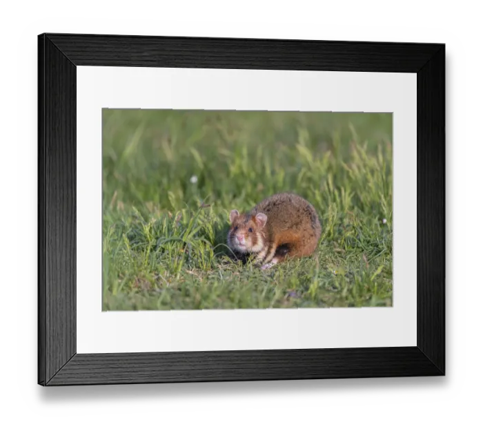 Framed Print : One European hamster (Cricetus cricetus) Framed Print : One European hamster (Cricetus cricetus)